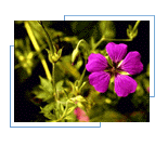 Pink Flower