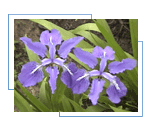 Purple Flower