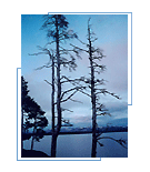 Yellowstone at Dusk